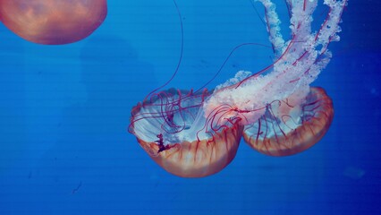 A group of sea nettle jellyfish gracefully drift through deep blue water, their long tentacles creating a mesmerizing and serene display of marine biodiversity. © HarryKiiM Stock