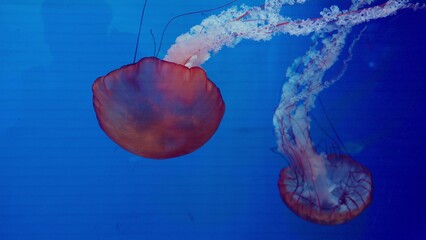 A group of sea nettle jellyfish gracefully drift through deep blue water, their long tentacles creating a mesmerizing and serene display of marine biodiversity. © HarryKiiM Stock