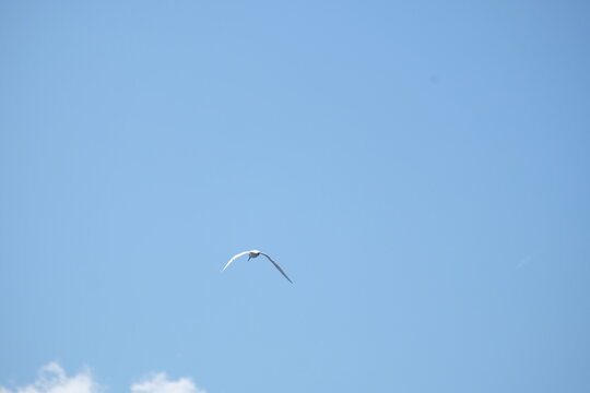 Oiseau marin, Etang de Berre, Vitroles, Provence Alpes C&ocirc;te d'Azur.