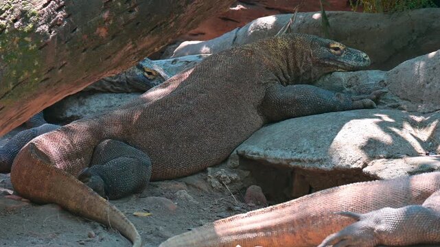 potrait of a komodo dragon