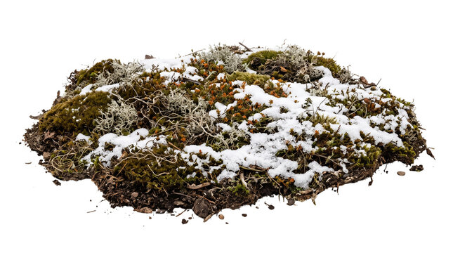 Natural snow covered moss ground patch isolated on white background, winter forest soil element, wild mossy earth texture for design composite