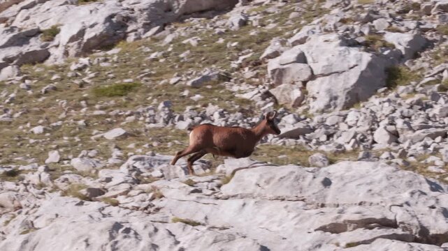 Wild Cantabrian chamois running on a rocky mountain slope