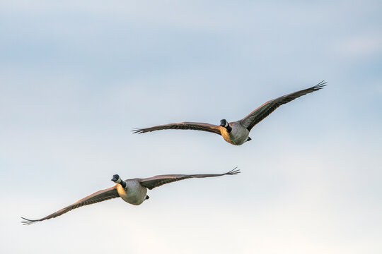 Canada Goose Pair Flying