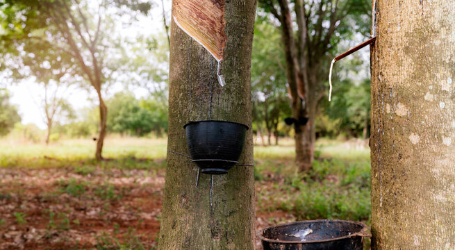Natural rubber latex dripping from a tapped rubber tree into a collection cup on a tropical plantation. Traditional agricultural harvesting for sustainable raw material and industrial production.
