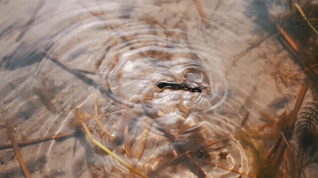 Diving beetle kicks across shallow pond shallows generating concentric surface ripples over sandy substrate. High speed water clarity serves biological studies and documentary storytelling.