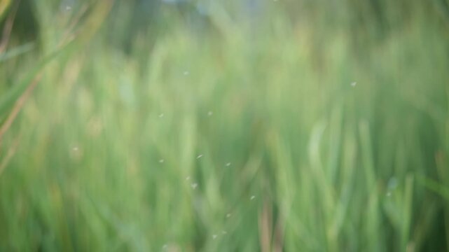 A swarm of midges hovers continuously over lush green grass in a field. Soft daylight illuminates the blurred background creating a smooth natural bokeh effect.