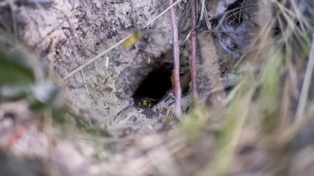 Wasp crawls inside an underground earth nest burrow in macro close-up. Coarse soil texture, dry twigs, and fine insect anatomy appear in crisp selective focus.