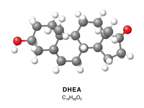 DHEA molecular structure 3d representation. Vector Illustration