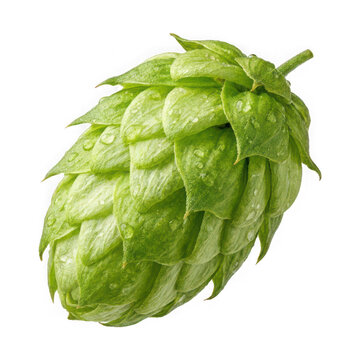 Fresh green hop cone for brewing beer isolated on transparent background