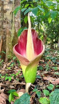 Rare blooming titan arum corpse flower in its natural jungle habitat