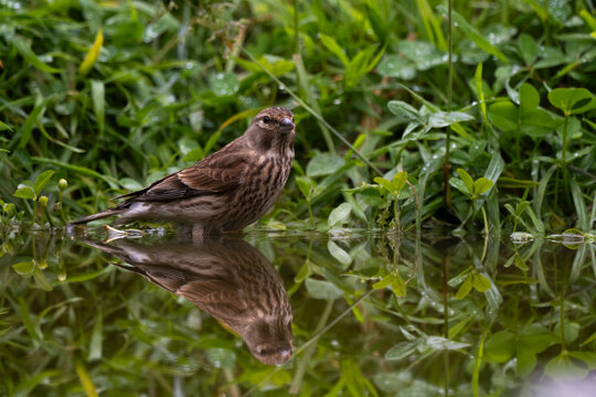 Linotte m&eacute;lodieuse,