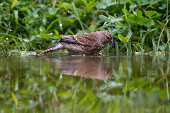 Linotte m&eacute;lodieuse,