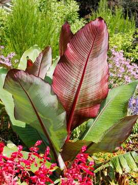 (Ensete ventricosum 'Maurelii') Huge, upright leaves tinged with red of Ethiopian Black Banana, tropical shrub grown as an ornamental plant