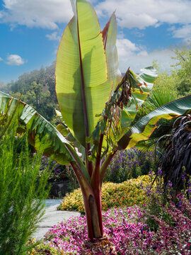 Ethiopian Black Banana (Ensete ventricosum 'Maurelii'), hybrid banana tree  with trunk bottle-shaped and immensely beautiful red-tinted leaves with red midrib as ornamental plant on botanic garden