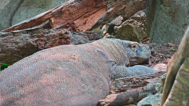 potrait of a komodo dragon