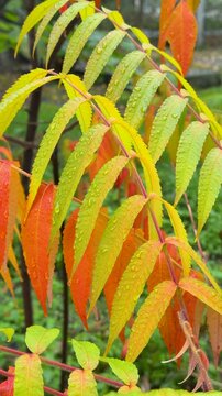 Vertical video of colorful staghorn sumac leaves showing gradient autumn colors and sparkling water droplets after fall rain