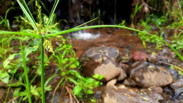 Wild Grass Swaying Gently in the Breeze Beside a Flowing Rocky Stream