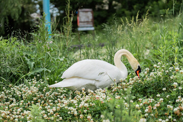 White swans foraging for food in a natural grassy field. © Chalearmrat