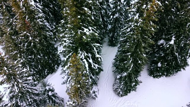 Snow covered pine trees and path in winter forest. Evergreen fir woods with white snow blanket and winding walking track in mountain landscape.