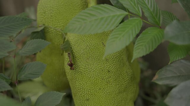 This video shows a close-up, top-down tilting shot of a young green jackfruit. The camera captures its bumpy texture and distinctive oval shape as it hangs amidst sunlit tropical foliage.