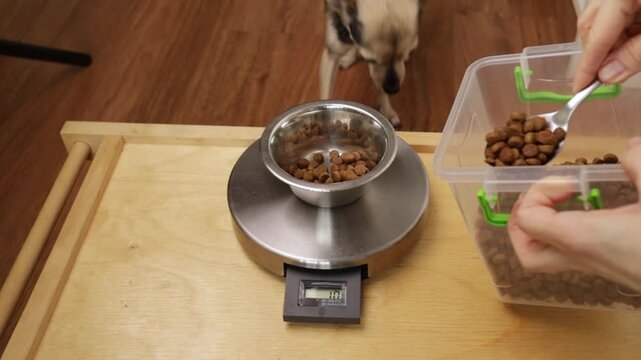 woman weighs dry dog food in a metal bowl on a digital kitchen scale, adding kibble with a spoon from a storage container as a small dog waits behind the wooden table