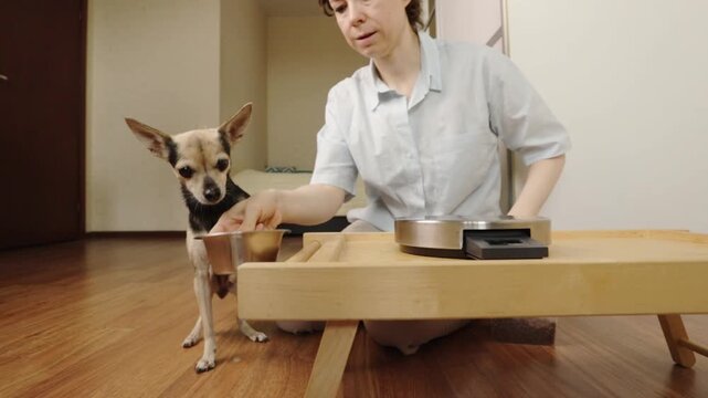 pet owner sets a bowl of dog food on the wooden floor and a small toy terrier eats its meal, with the woman kneeling nearby after portion preparation on a kitchen scale
