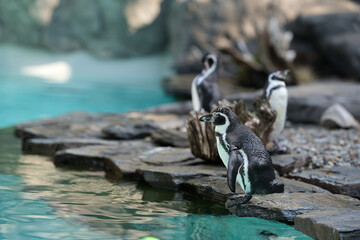 pingwiny  w zoo w Krakowie © pinus25