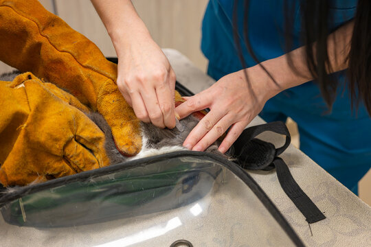 Veterinarian applying parasite repellent drops on British Shorthair cat