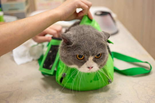 British Shorthair cat inside green pet restraint bag for vet examination.