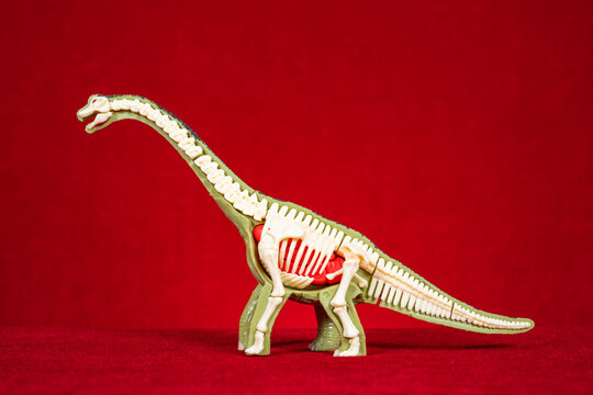 A dissected brachiosaurus toy model showing internal skeleton and organ structures