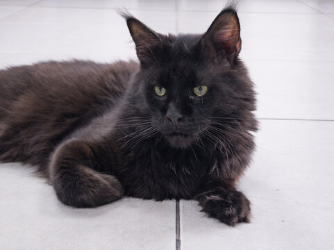 Black long haired Maine Coon cat rests on light tiled floor