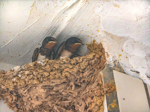 Two young swallow chicks stay inside a mud nest under eave