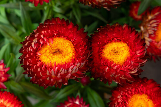 Vibrant red strawflowers with bright yellow centers bloom amid green foliage