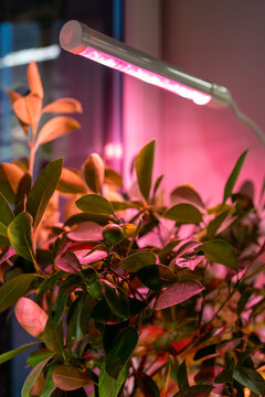 Pink LED grow light illuminates indoor citrus plant with small green fruits at home. Supplemental lighting supports plant growth during short autumn and winter days with weak natural light.
