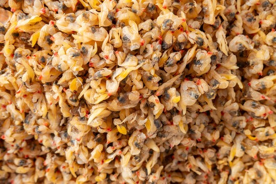 Dried clam meat piled up preserved shellfish seafood