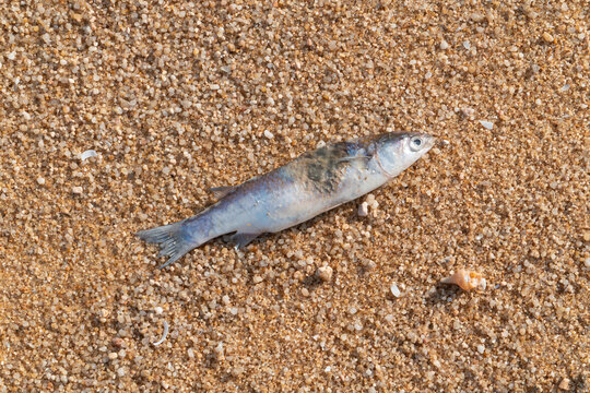 Small silvery fish lying on sandy beach scattered with tiny shells and pebbles