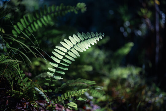 Sunlit Fern Frond on a Dark Tropical Forest Background