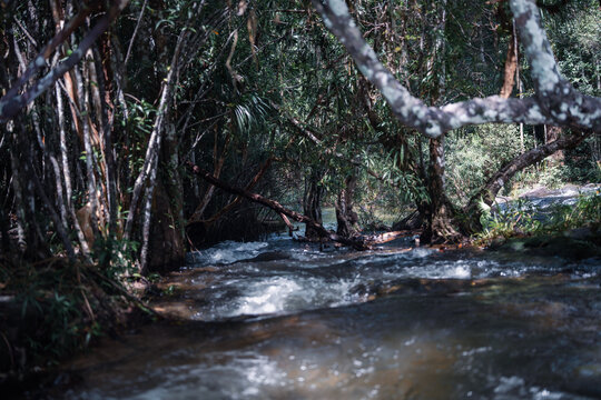 Shallow Forest Stream Flowing Through Tropical Woodland