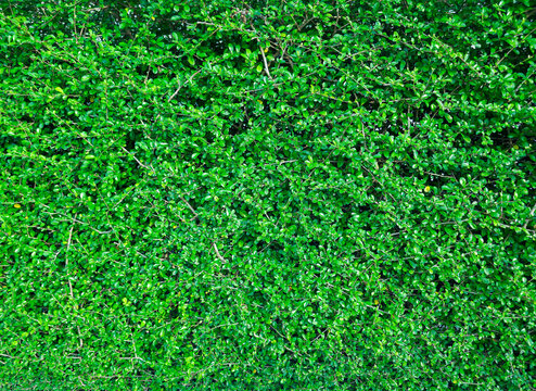 Green plants wall stock photo. Background, copy space, landscape.