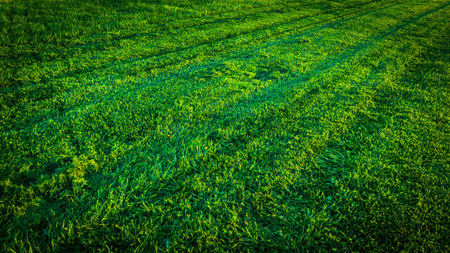 a vibrant green grass lawn displays subtle parallel mowing stripes across a textured manicured turf surface illuminated by warm sunlight