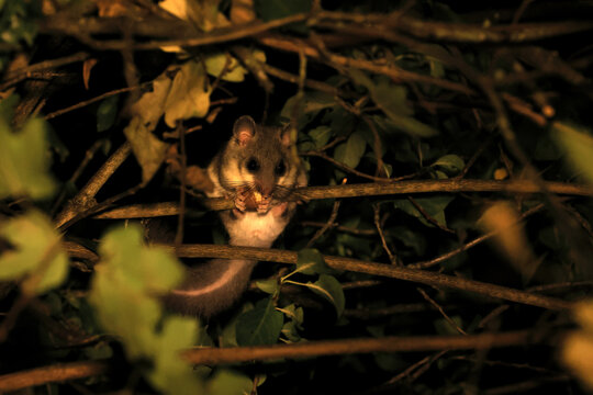 dormouse at night in the forest Baden-Wuerttemberg Germany