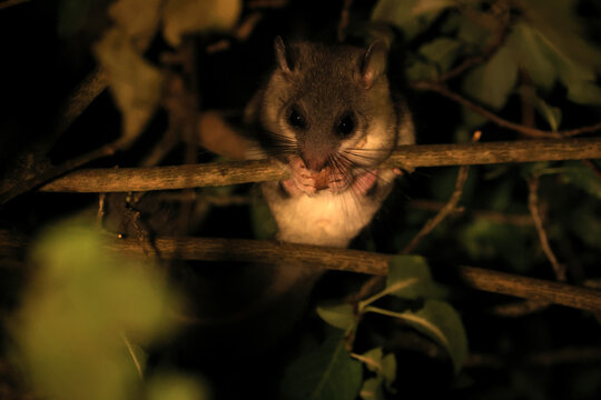 dormouse at night in the forest Baden-Wuerttemberg Germany