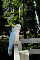 Sulphur-crested cockatoo with raised yellow crest perched on a fence © Camilo