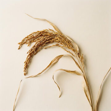 A single stem of dried golden wheat grass with soft texture on a light neutral background for minimalist autumn floral decor and natural rustic aesthetic photography themes