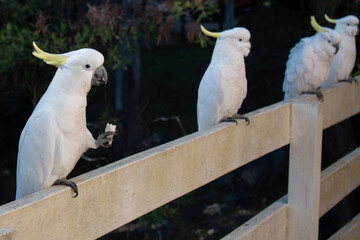 Four sulphur-crested cockatoos lined up on a wooden fence, one eating © Camilo