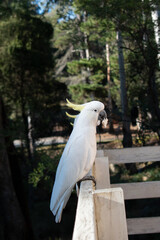 Sulphur-crested cockatoo holding a piece of bread in its beak © Camilo