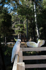 Cockatoo perched on a fence while another spreads its wings behind © Camilo