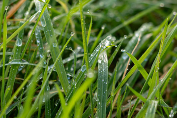 Fresh green grass with water drops close up background © Валентина Руденька