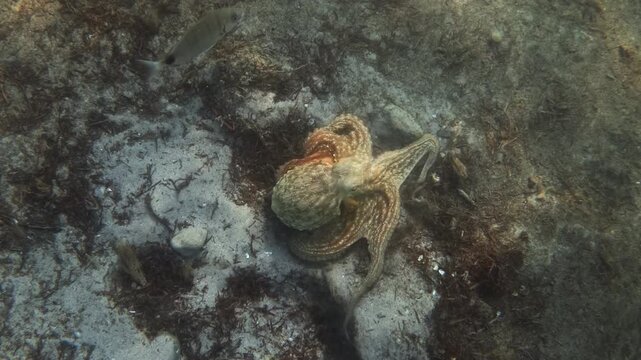 Underwater view of a common octopus crawling over a sandy seabed with seagrass while small fish swim nearby in the Mediterranean Sea, French Riviera, France.