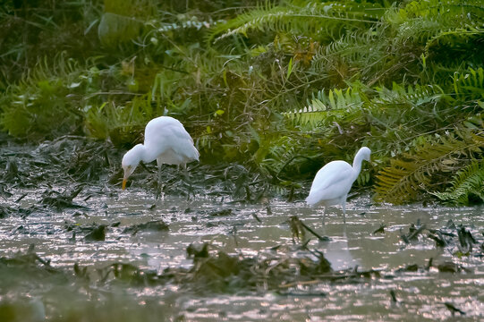 A small group of cattle egret (Bubulcus ibis) birds foraging for food in a muddy wetland field